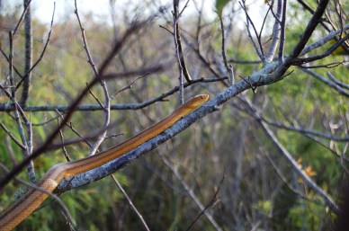 Yellow Rat Snake, Everglades National Park
