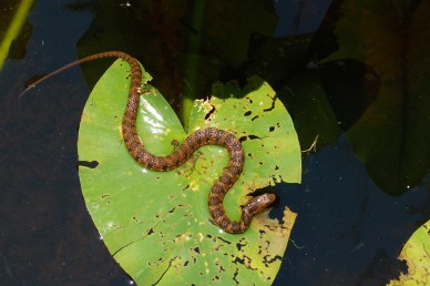 Florida Water Snake, Fern Forest Park, Coconut Creek