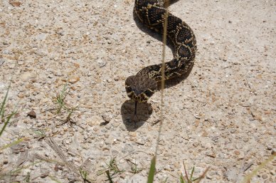 Eastern Diamondback Rattlesnake, Big Cypress National Preserve