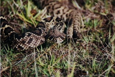 Eastern Diamondback Rattlesnake, Everglades National Park